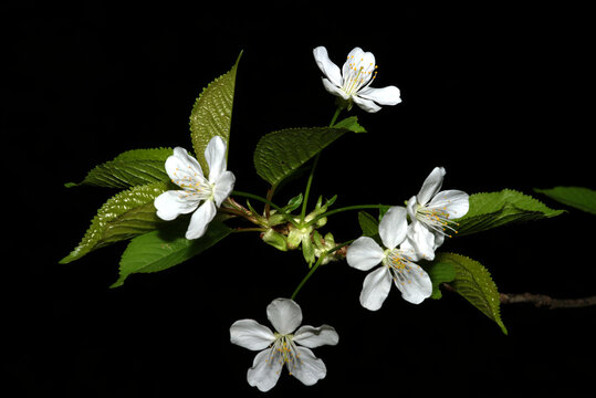 Kirschzweigs (Prunus avium oder Prunus cerasus) mit mehreren voll aufgebl&uuml;hten Kirschbl&uuml;ten