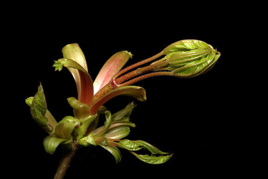 &ouml;ffnenden Knospe des Spitzahorns (Acer platanoides)