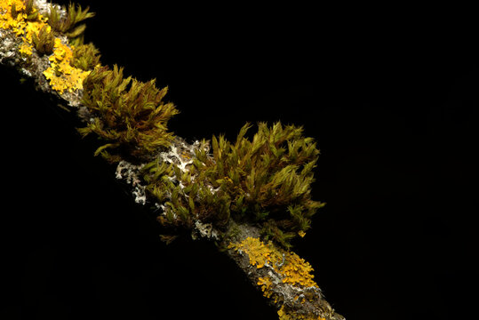 Kleiner Ast mit Moos und Flechten