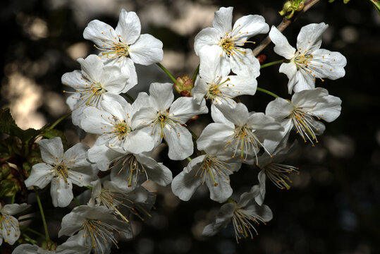 Kirschbl&uuml;te (Prunus avium oder Prunus cerasus)