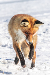 Fototapeta premium fuchs