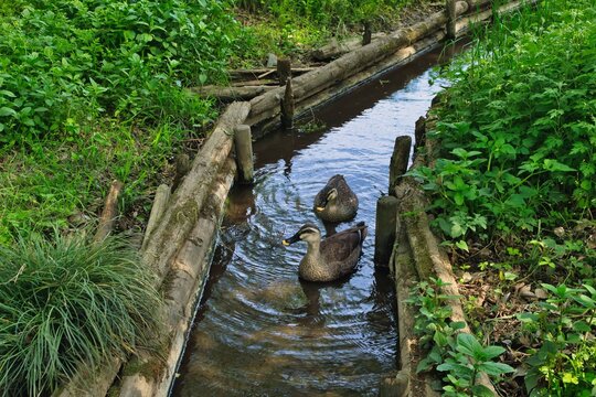 小川のカモ
