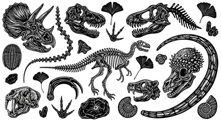 Obraz premium Collection of Fossilized Dinosaur Skeletons, Skulls, Footprints, and Ancient Plant Remains for Paleontology and Prehistoric Life Exploration