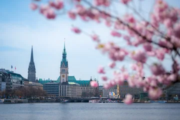 Rosa Blütenpracht in der Hamburger InnenstadtHamburg, Kirschblüte, Binnenalster, Rathaus, Frühling, Deutschland, Alster, Kirschbaum, Stadtansicht, Tourismus, Reiseziel, Blüte, Rosa, Himmel, Architektu © alexkmedia