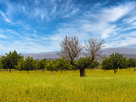 Landschaft, Felder und &Auml;cker in der Inselmitte von Mallorca, Balearen, Spanien