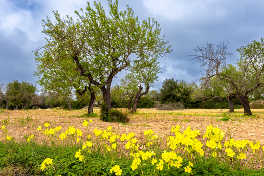 Landschaft, Felder und &Auml;cker in der Inselmitte von Mallorca, Balearen, Spanien