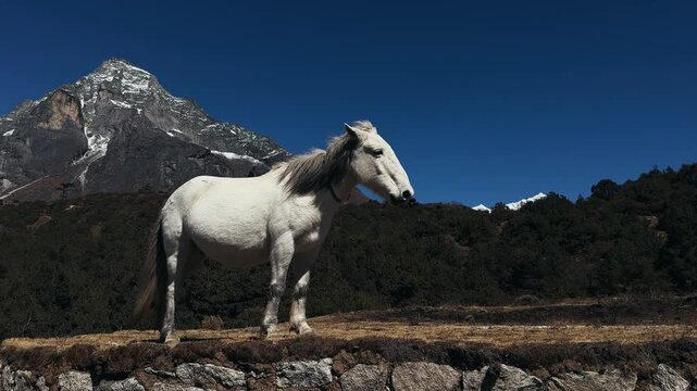 White horse standing on a stone wall with high Himalayan mountains in the background near Everest Base Camp trekking route, Nepal. Clear blue sky, natural mountain landscape, remote travel destination