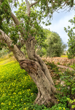 Landschaft, Felder und &Auml;cker in der Inselmitte von Mallorca, Balearen, Spanien