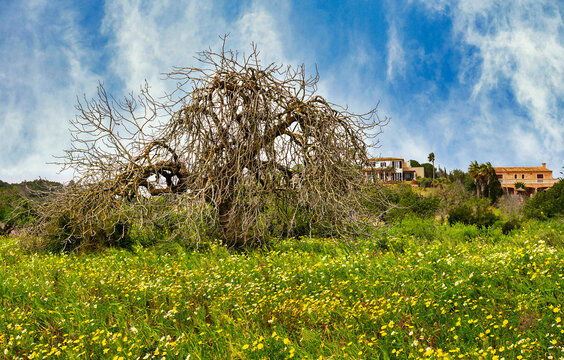 Landschaft, Felder und &Auml;cker in der Inselmitte von Mallorca, Balearen, Spanien