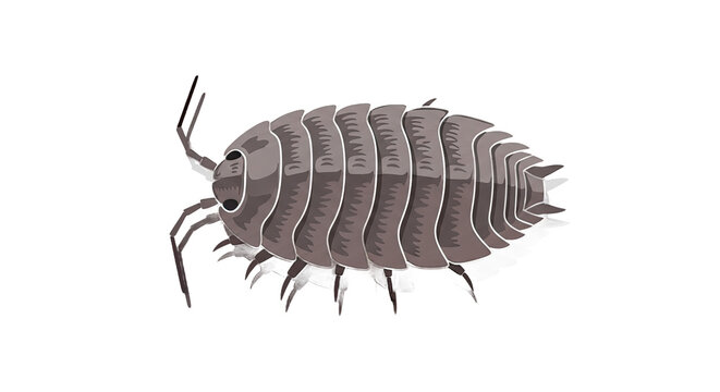 Isopod crustacean side view illustration.