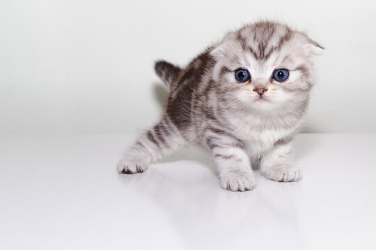 Image of a fluffy, cute tabby kitten.