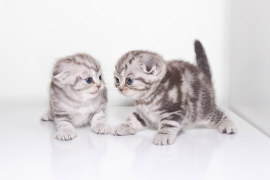 kitten