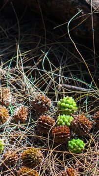 Cinematic dolly out of casuarina cones on dry ground, revealing organic pattern and sunlight contrast.