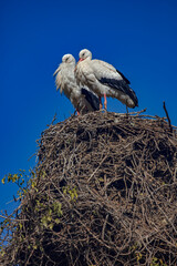 Obraz premium White storks couple on the nest near the pond. Latin name - Ciconia ciconia