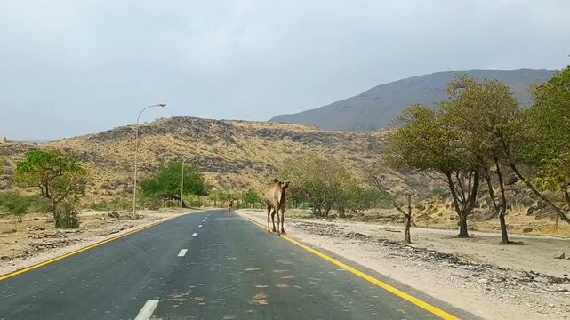 Camels walking on the road in the city of Salalah, Oman
