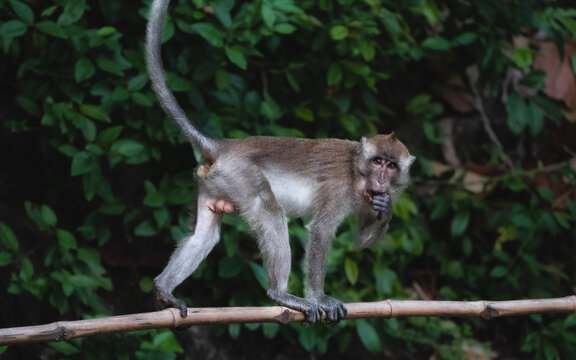 Monkey on the sandy beach of Ao Nang, Thailand.