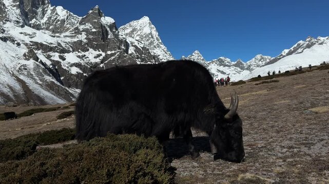 Slow motion of a black yak grazing freely in high Himalaya mountains while trekkers walk behind on the Everest Base Camp trail, Nepal. Scenic high altitude landscape and adventure travel concept
