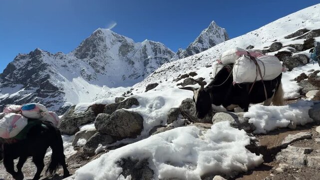 Loaded yaks carrying gas cylinders and supplies walking on a snowy mountain trail in the Himalayas, Nepal. Harsh conditions, traditional transport, high altitude logistics, adventure travel