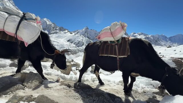 Loaded yaks carrying gas cylinders and supplies walking on a snowy mountain trail in the Himalayas, Nepal. Harsh conditions, traditional transport, high altitude logistics, adventure travel