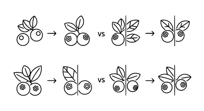 Berry and Fruit Comparison Icon Set with Whole Berry Cross Section Leaf and VS Label in Clean Outline Style for Food Design