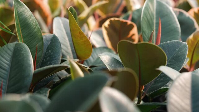 Detailed view of ficus elastica 'tineke' plants in a nursery, with the focus slowly shifting through the dense foliage to reveal the colorful, variegated leaves in a commercial greenhouse
