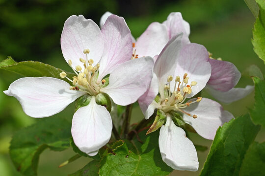 Wundersch&ouml;ne wei&szlig;-rosa Apfelbl&uuml;te im April