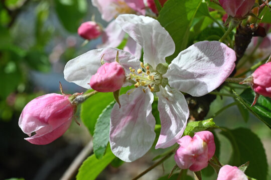 Wundersch&ouml;ne wei&szlig;-rosa Apfelbl&uuml;te im April