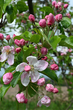 Wundersch&ouml;ne wei&szlig;-rosa Apfelbl&uuml;te im April