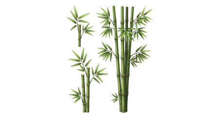 Fototapeta premium A detailed illustration of several bamboo stalks with green leaves, showcasing their segmented structure and vibrant foliage isolated on transparent background, png