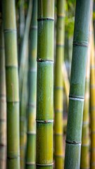 Obraz premium Lush bamboo forest a vertical symphony of green and golden stalks