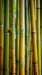 Obraz premium Lush bamboo forest a serene and natural green landscape
