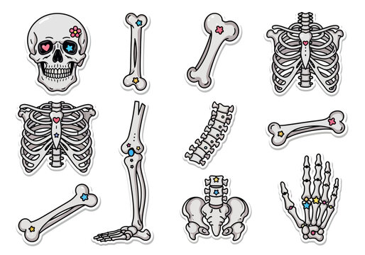 Human skeleton bones and skull.