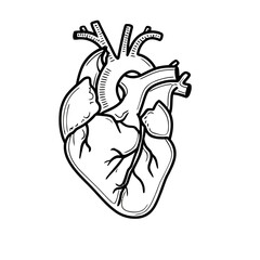 Obraz premium Anatomical Human Heart Vector Line Art Illustration