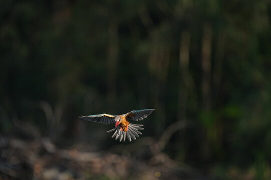 The common kingfisher inhabits the wild in Thailand.