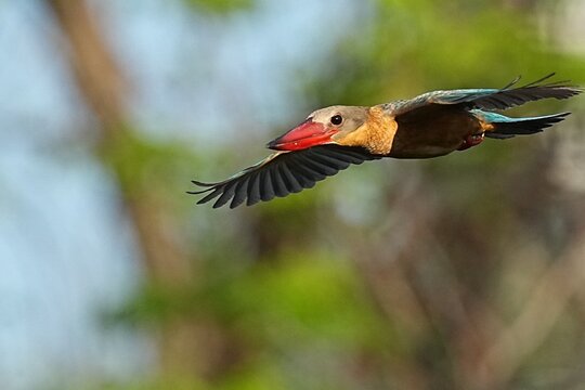 The common kingfisher inhabits the wild in Thailand.