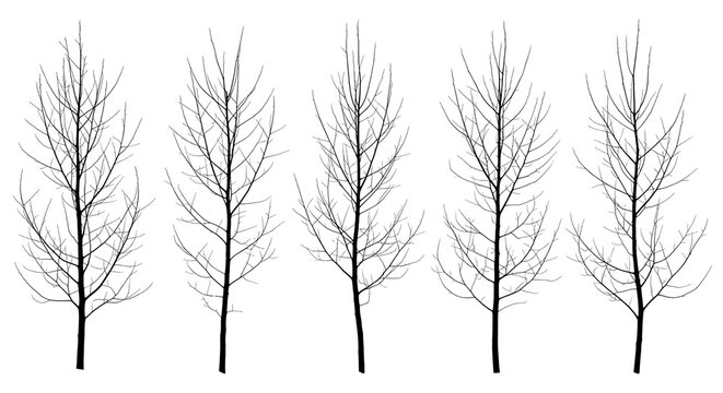 A row of five bare trees with intricate branching patterns against a white background, suggesting a winter or dormant season.