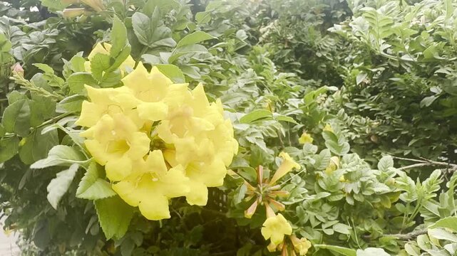 Yellow Tecoma stans flowers, also known as yellow trumpetbush and yellow bells, moving in strong wind gusts, Mediterranean garden flora