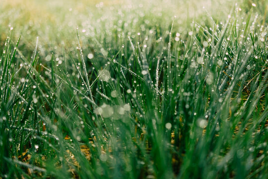 Water drops on green grass leaves close-up in sunlight. Selective focus. Nature background.
