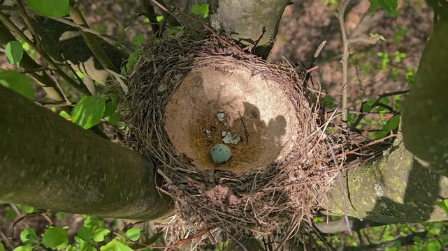 Abandoned nest of Mistle Thrush with broken eggs (Turdus viscivorus) - (4K)