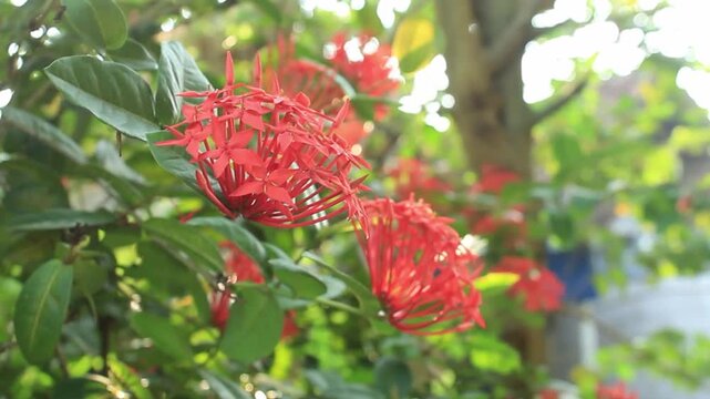 a stalk of ixora coccinea flower being blown by wind the from its stem