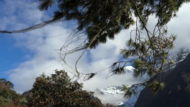 Slow motion conifer branches with hanging moss swaying in the wind, with Himalayan mountain peaks in background. Peaceful nature scene, calm atmosphere, meditation, wilderness, travel