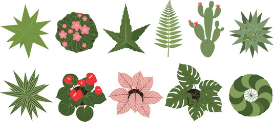 Botanical foliage illustration, tropical leaves, cactus flowers, fern plant, fruit bearing shrub, spiral greenery, decorative nature design, plant diversity artwork © MDMORSALIN