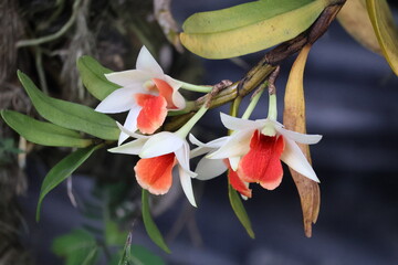 Fototapeta premium A Dendrobium orchid displays delicate blooms with soft colors and elegant form