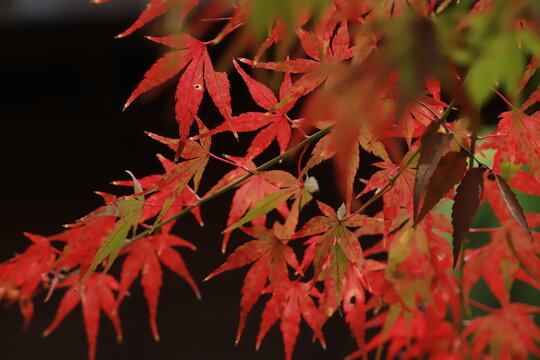彩る紅葉@新倉山浅間神社, 日本
色彩多樣的楓葉@新倉山淺間神社, 日本
Colorful autumn leaves@Arakurayama Sengen Shrine, Japan