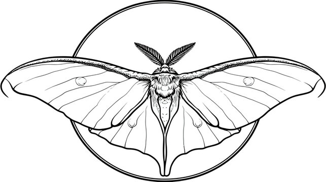 Detailed line drawing of a moth with circular framing