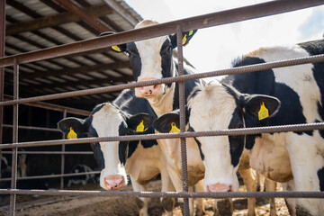 Young dairy cattle standing in pen behind horizontal metal rails with ear tags, black white coats, and farm shelter for animal husbandry market use © K