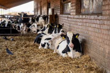 Calves resting inside dairy barn on straw bedding with brick wall, shaded shelter, and identification ear tags for livestock welfare concept view © K