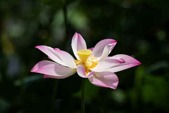 Blooming pink Sacred Lotus (Nelumbo nucifera) flower with green background in natural light