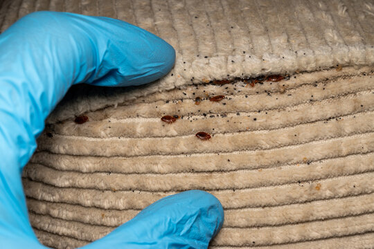 Gloved hand removing bed bugs from mattress
