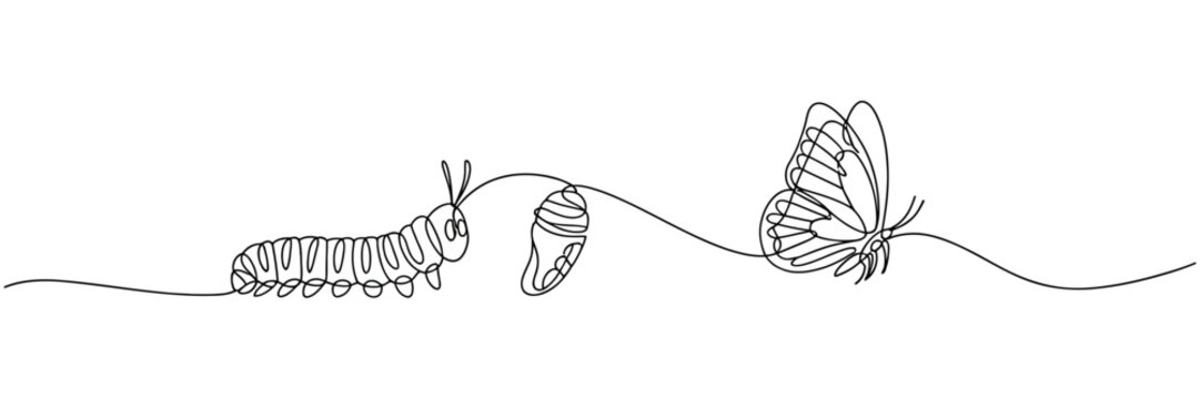 Butterfly life cycle line drawing caterpillar chrysalis